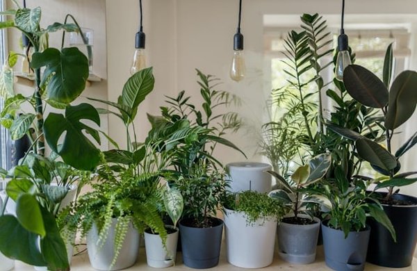 Quel système de goutte-à-goutte automatique choisir pour des plantes d'intérieur?