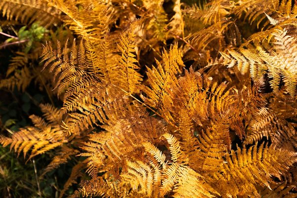 Peut-on créer un jardin de fougères préhistoriques et quel entretien prévoir?