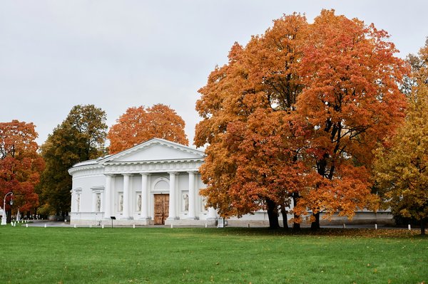 Arbre d'un voisin est dangereux : que pouvez-vous faire ?